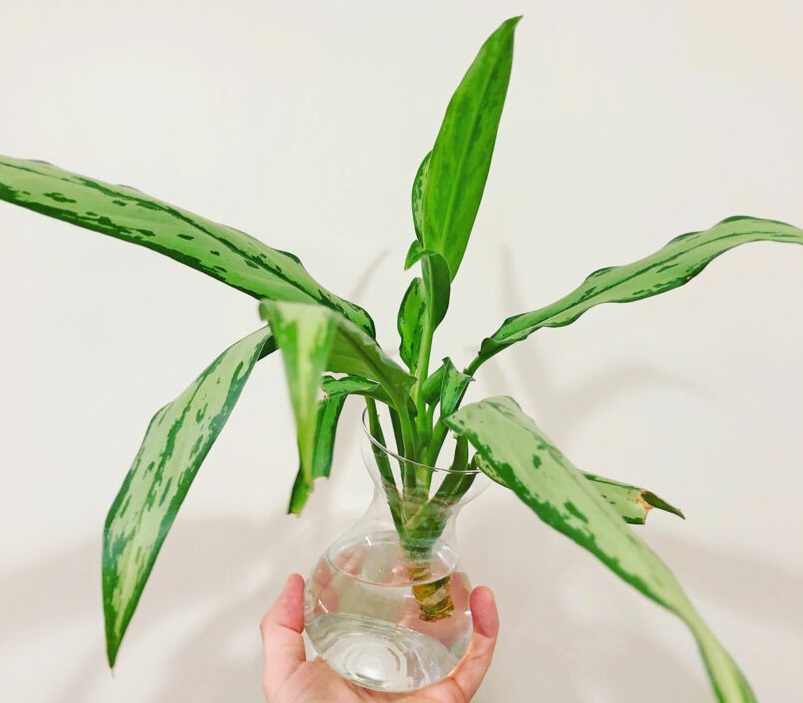 تکثیر آگلونما در آب