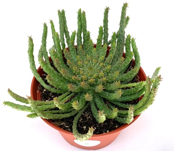 برگ های سوزنی گیاهان آپارتمانی