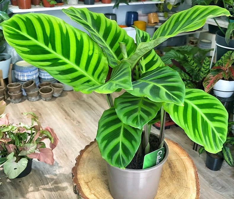 گل برگ پهن رنگی