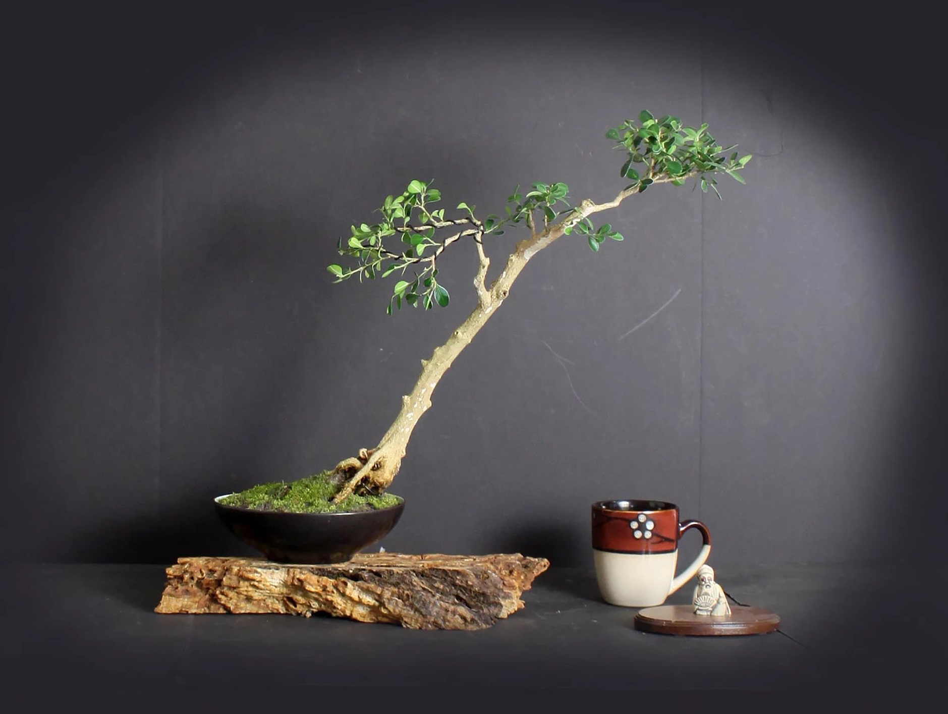 نگهداری از بونسای شمشاد در زمستان