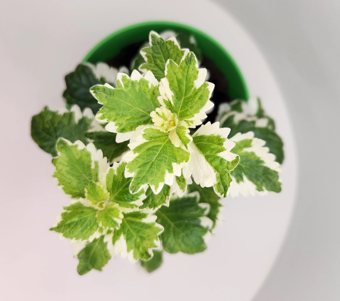 مشکلات برگ نعنایی