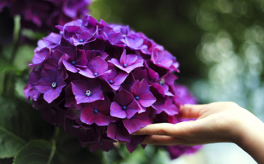 علت گل ندادن گل ادریسی