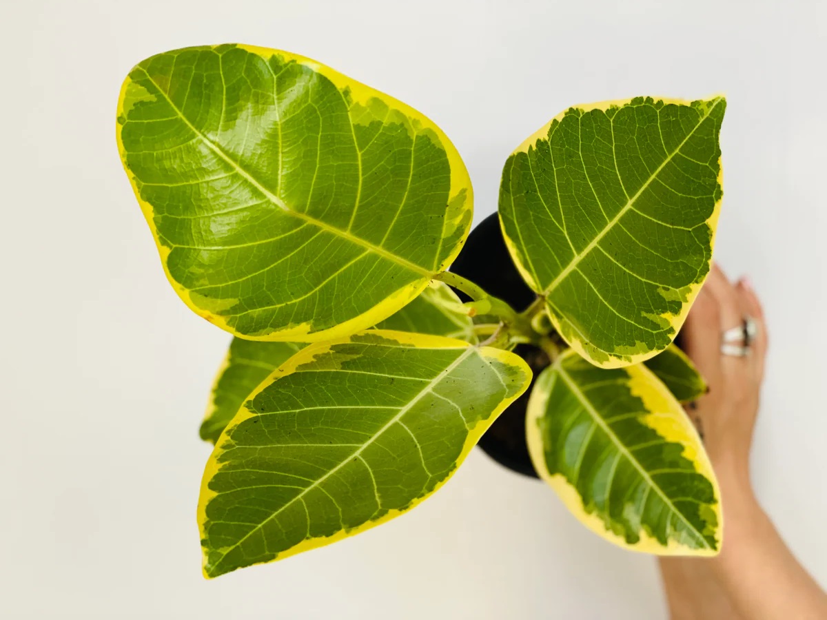 برگ پهن آپارتمانی