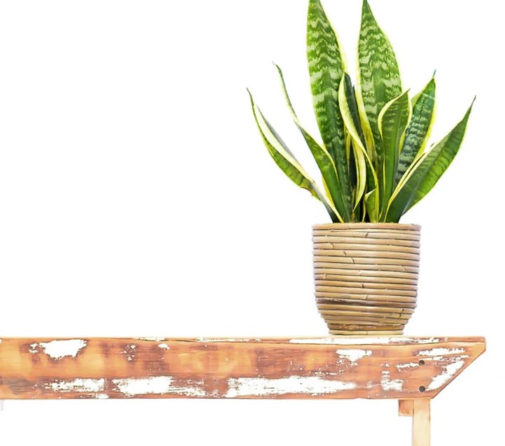 تکثیر گل از طریق تقسیم و ریزوم