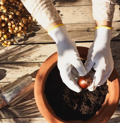 کاشت پیاز سنبل در گلدان