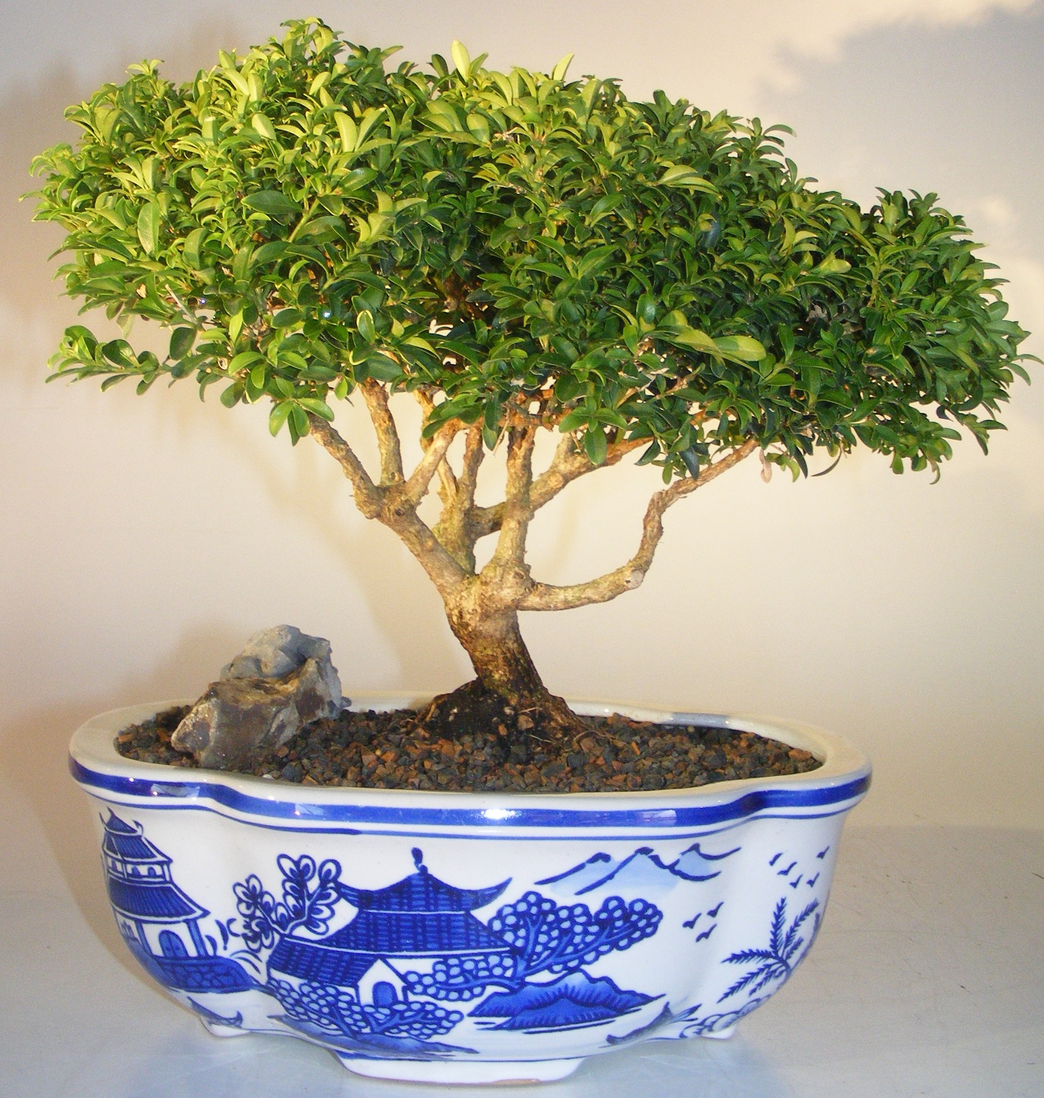 روش نگهداری بونسای شمشاد