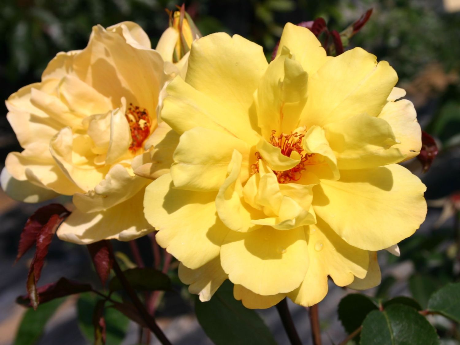 گل رز رونده زرد