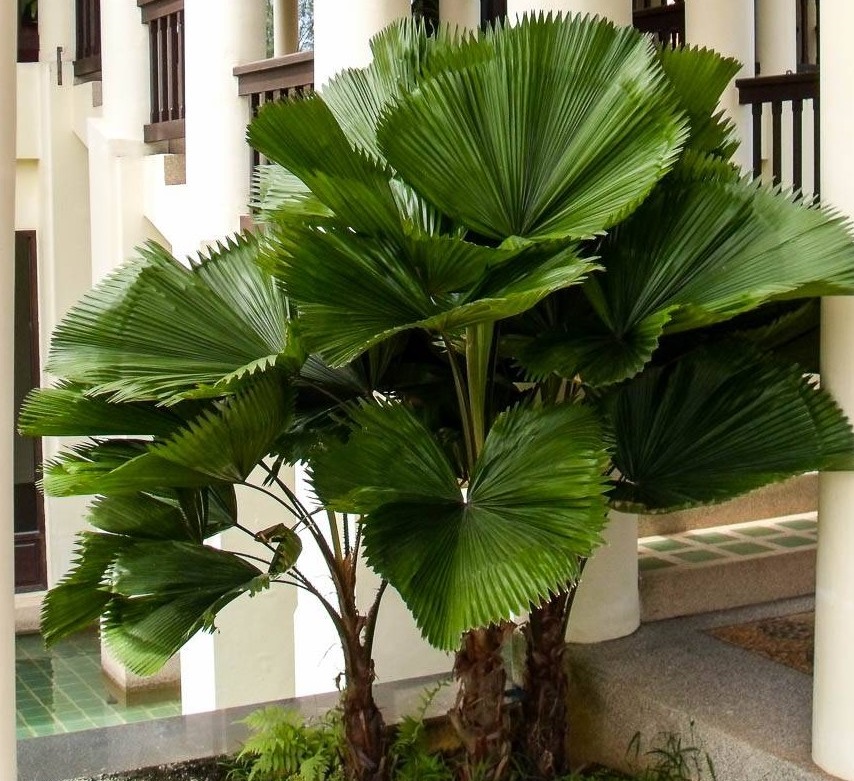 گل آپارتمانی برگ پهن سبز