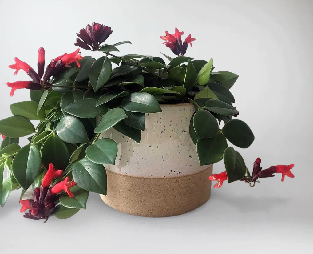 گیاهان آپارتمانی گل دار