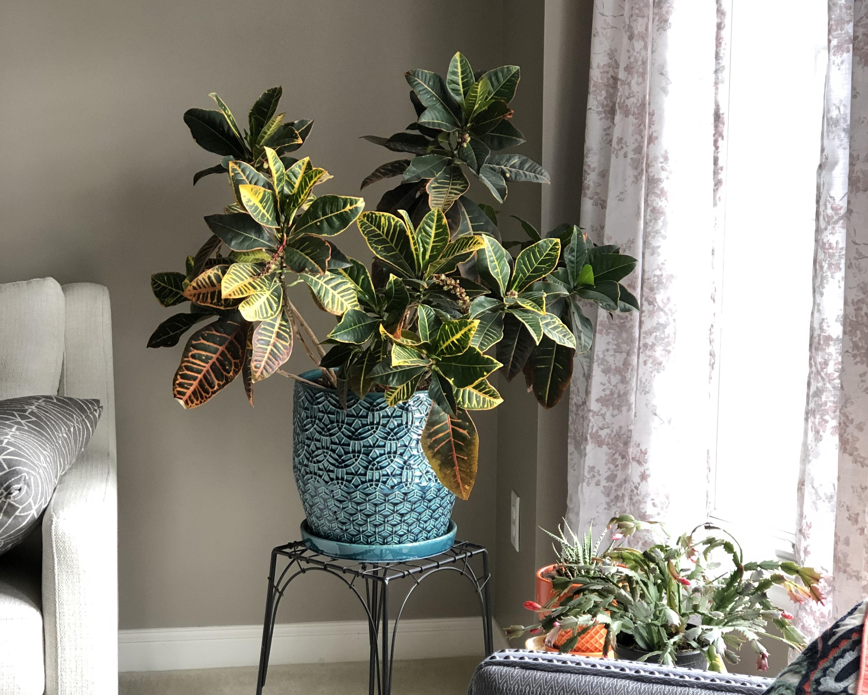 روش های نگهداری گل کروتون