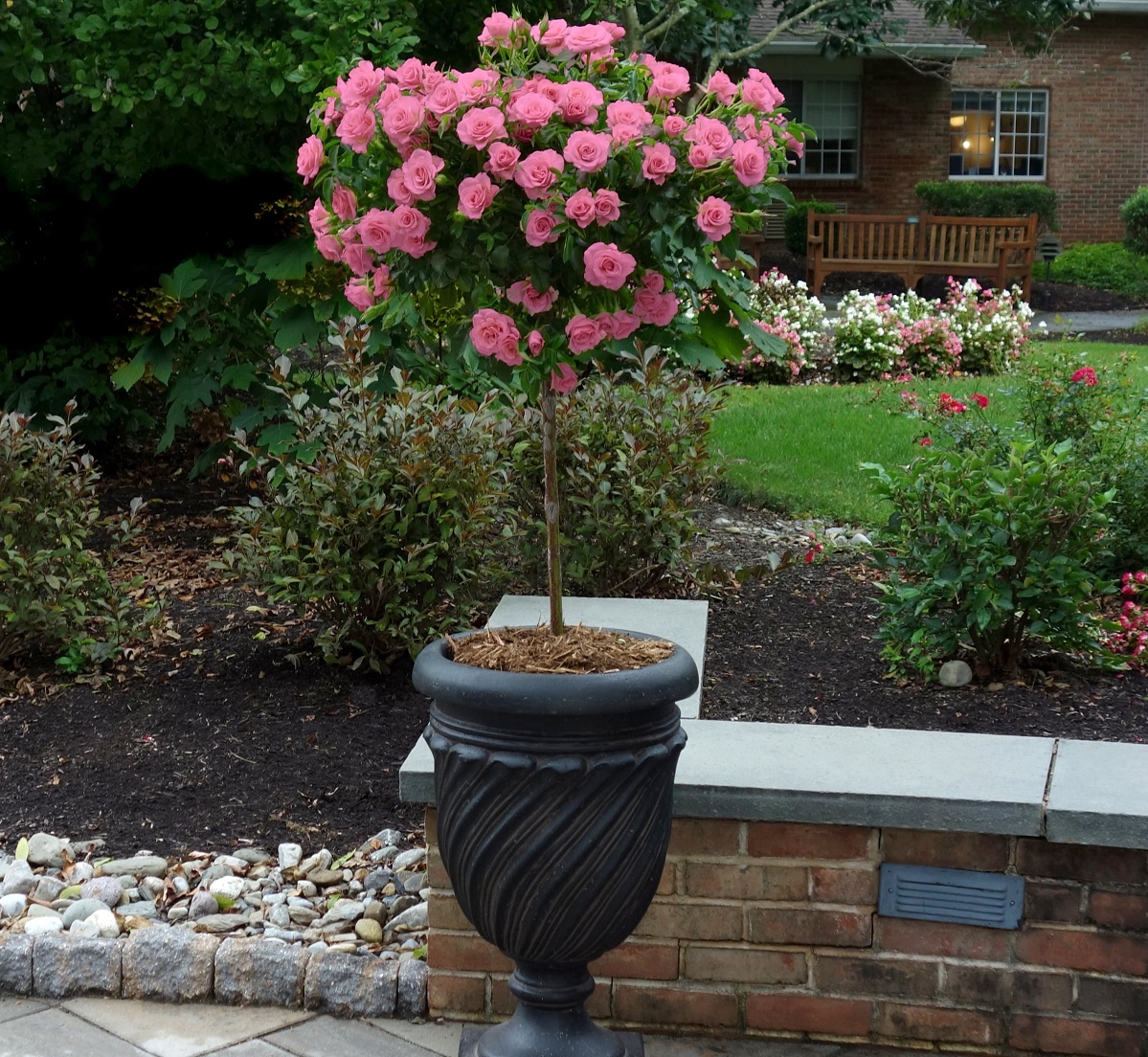 تکثیر گل رز در آب