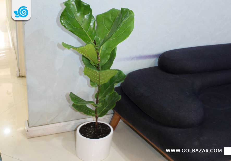 نگهداری فیکوس لیراتا