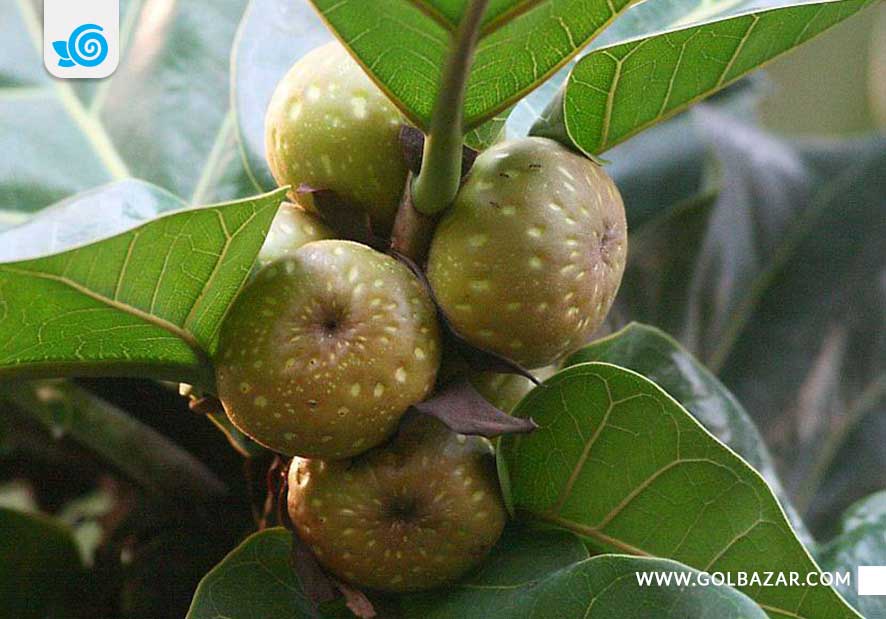 میوه فیکوس لیراتا