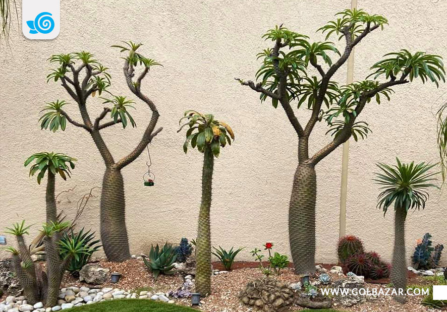 کاشت نخل ماداگاسکار در باغچه