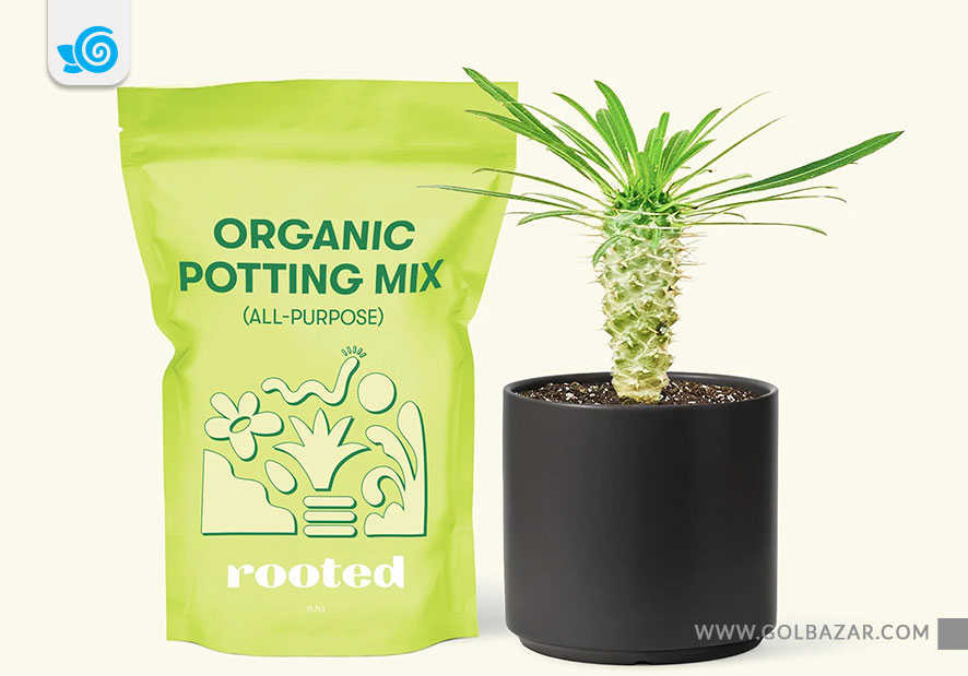 خاک مناسب تکثیر نخل ماداگاسکار