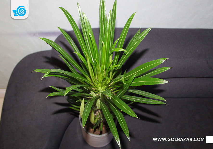 تکثیر نخل ماداگاسکار