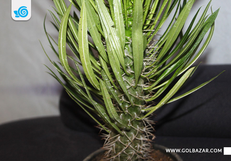 تکثیر نخل ماداگاسکار با پاجوش