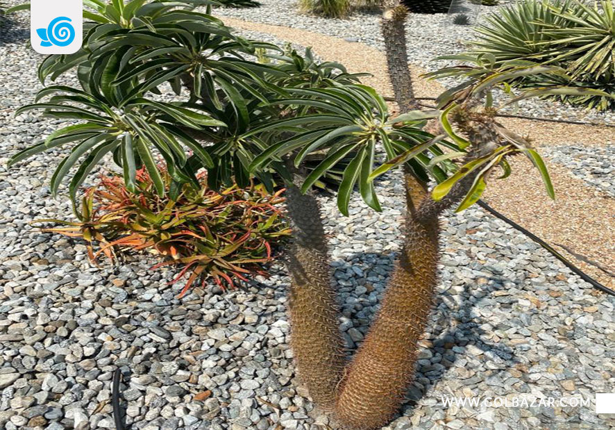 کاشت گیاه ماداگاسکار در باغچه