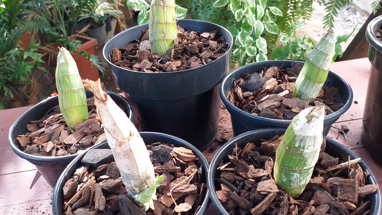 تکثیر ارکیده با ریزوم