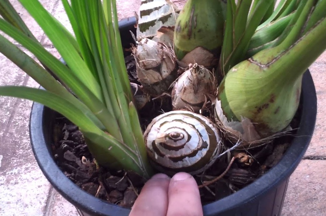 روش تکثیر گل ارکیده