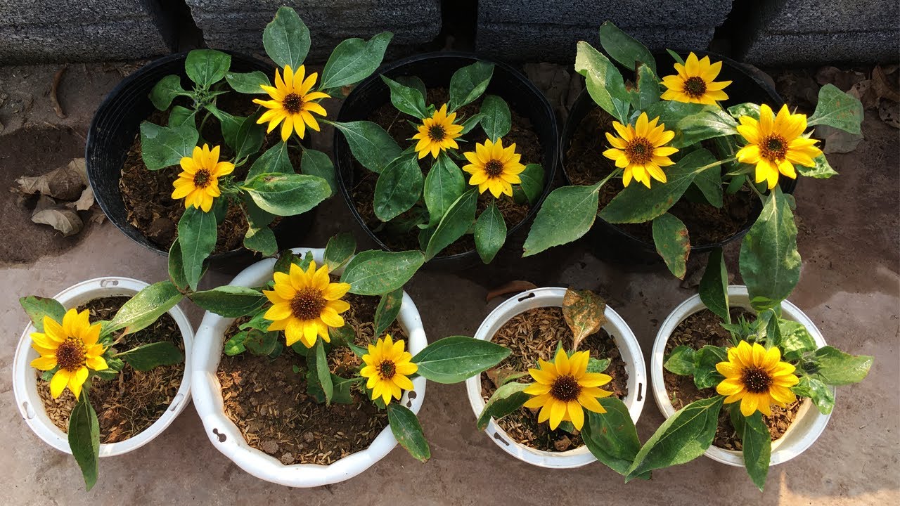 آفتابگردان مینیاتوری