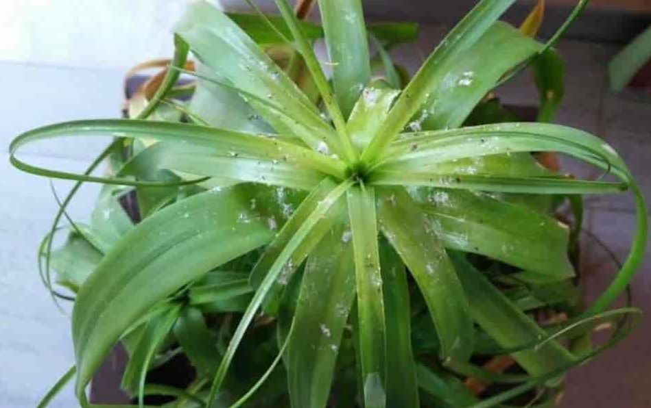 آفات گیاه لیندا