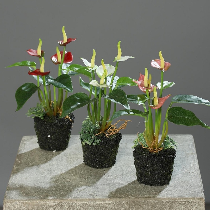 نگهداری آنتوریوم مینیاتوری