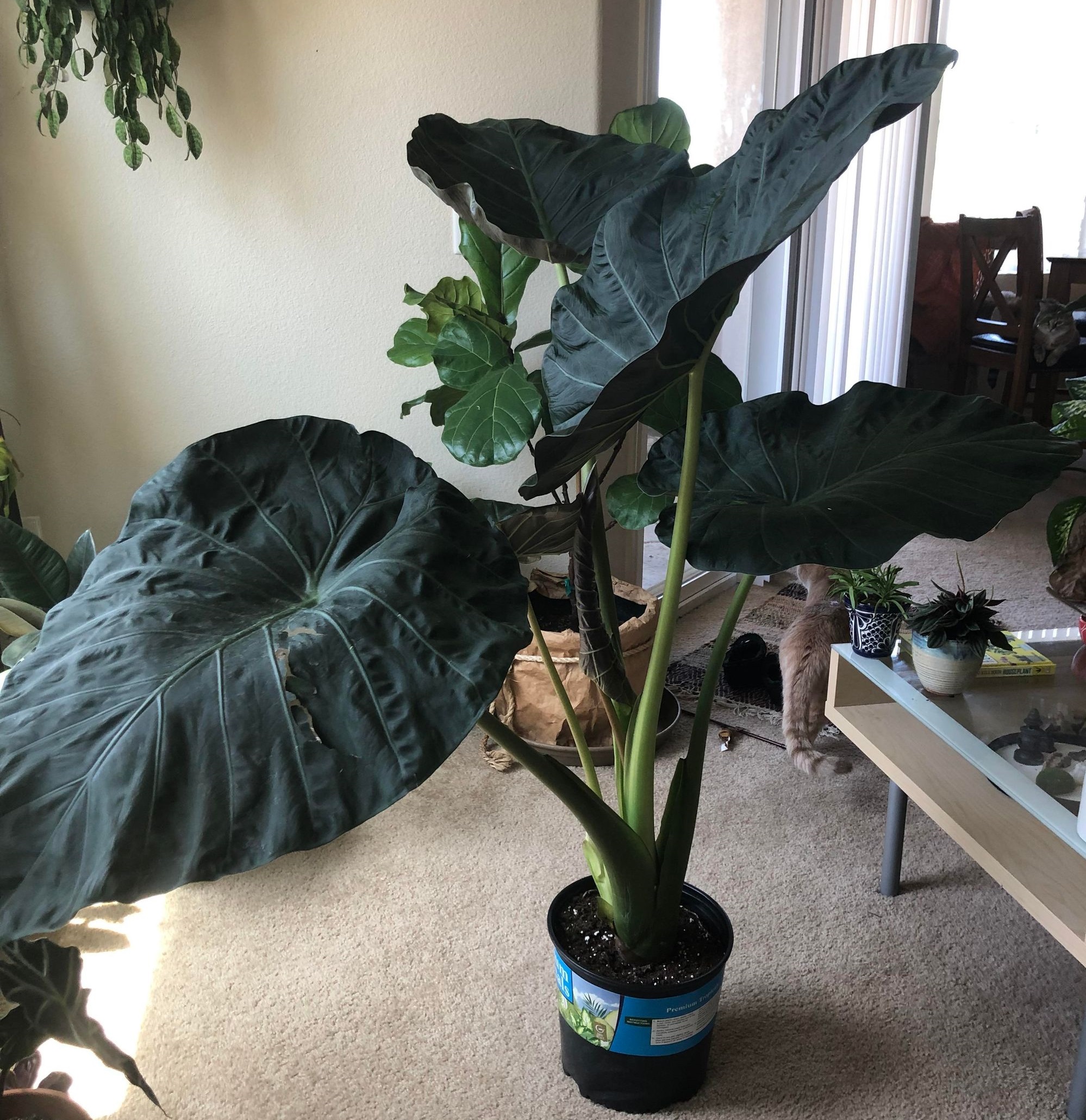 نگهداری گل بابا آدم