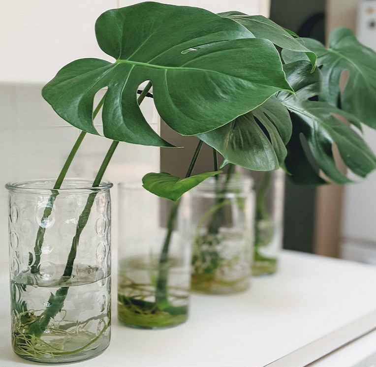 تکثیر برگ انجیری با برگ