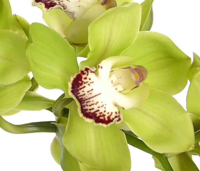 گل ارکیده گران قیمت