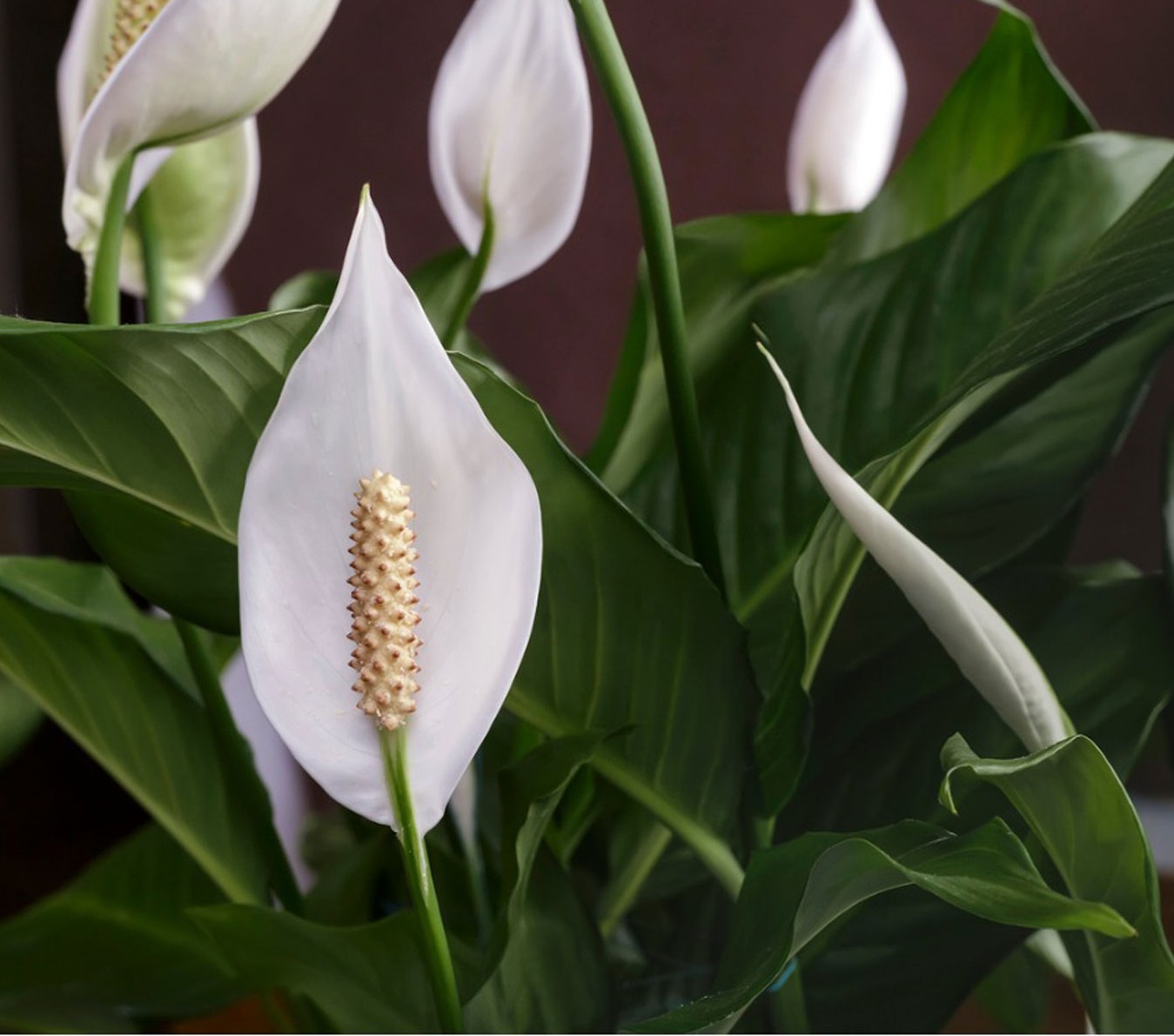 گل اسپاتی فیلوم