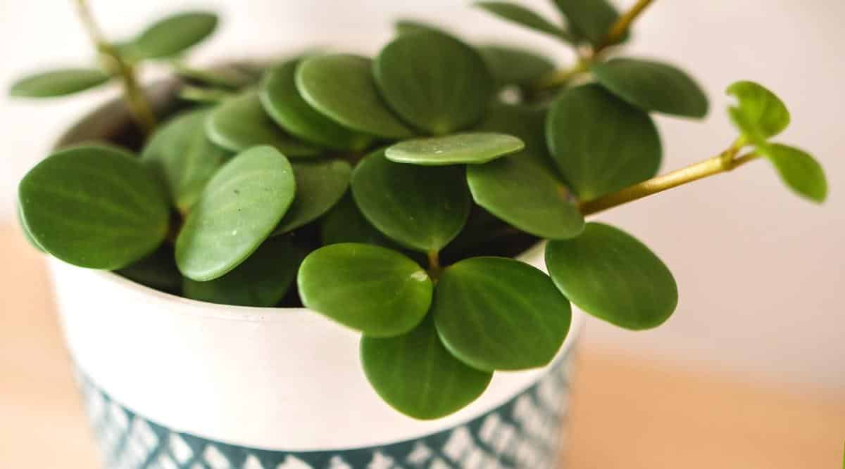 انواع گل قاشقی