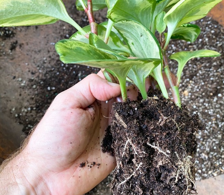 ریشه های گل قاشقی