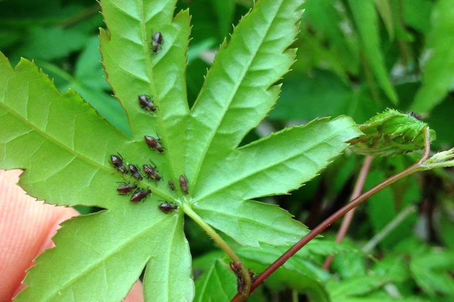 آفات بونسای افرا