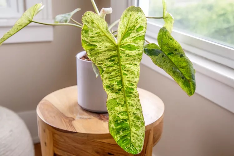 گیاه گران قیمت 