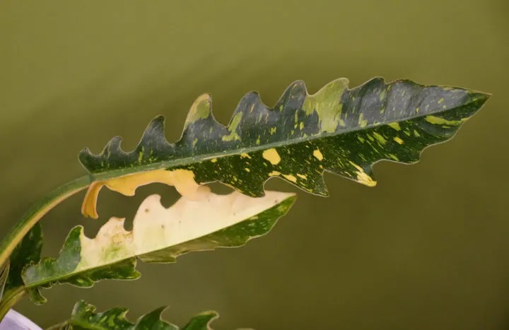 گل های گران قیمت لوکس