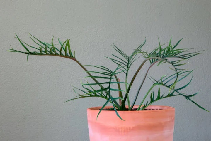 گل گران قیمت آپارتمانی