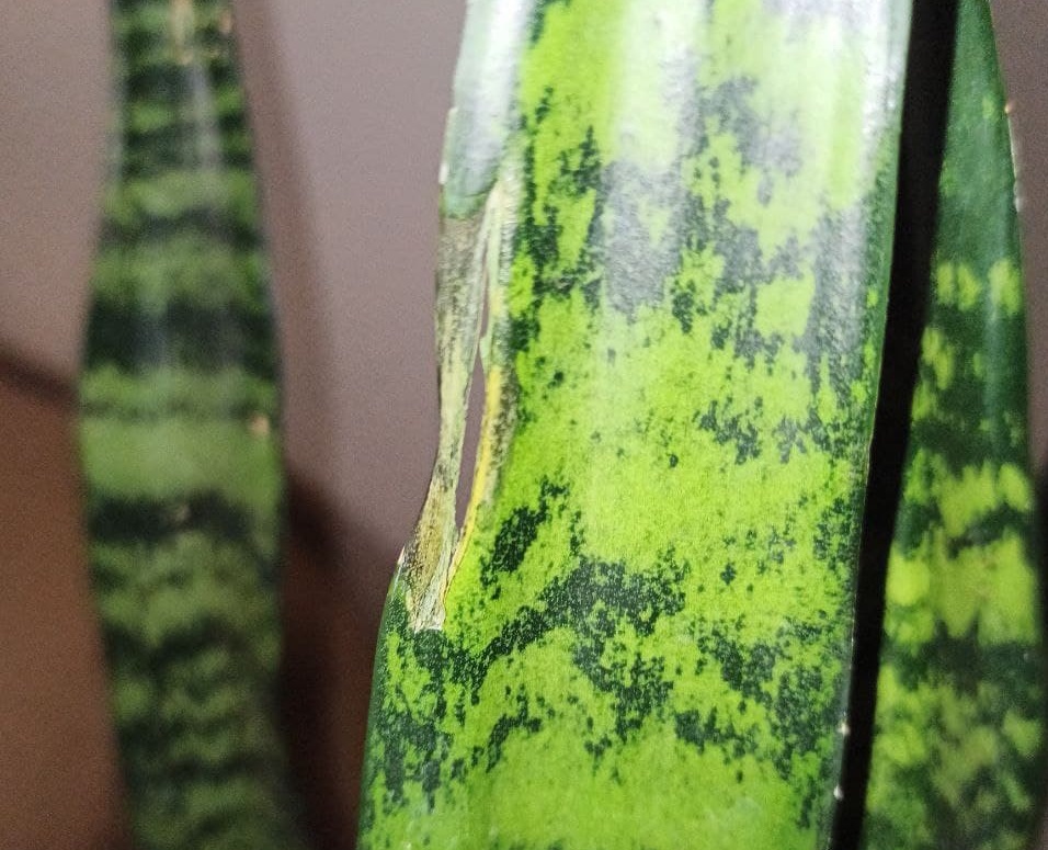 بیماری های گل سانسوریا