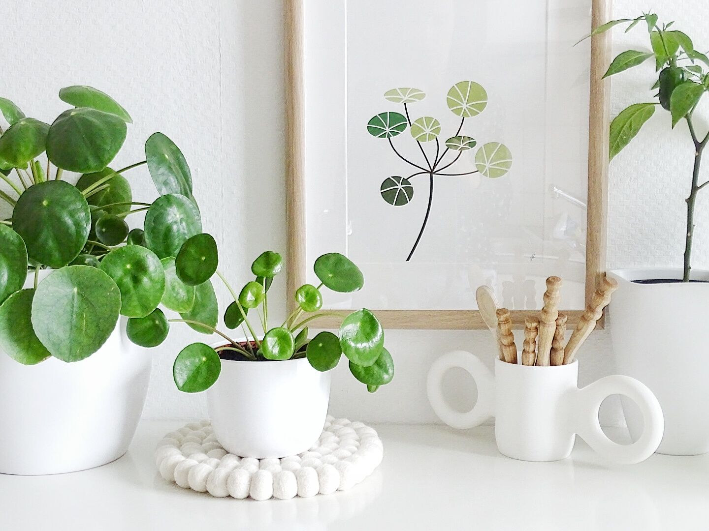 گیاهان پولساز آپارتمانی