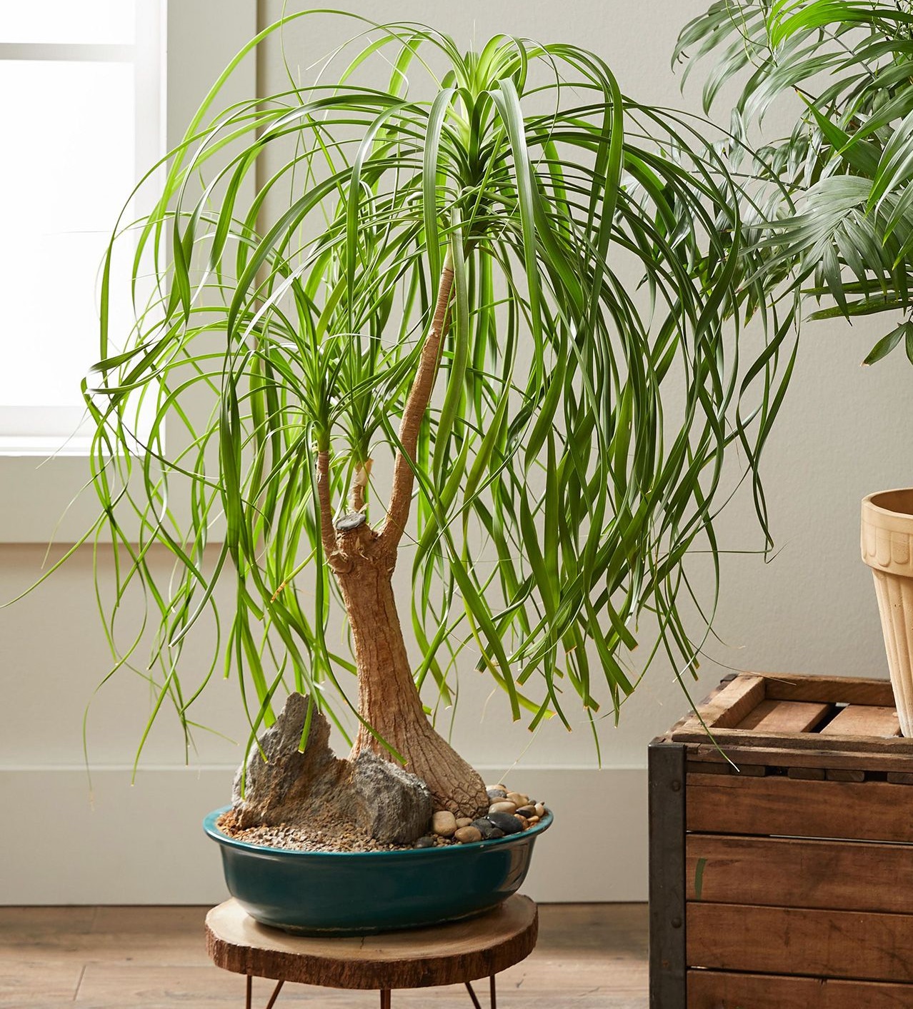 درختچه آپارتمانی لیندا