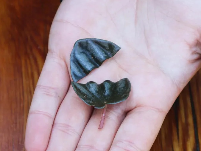 تکثیر گل قاشقی با برگ