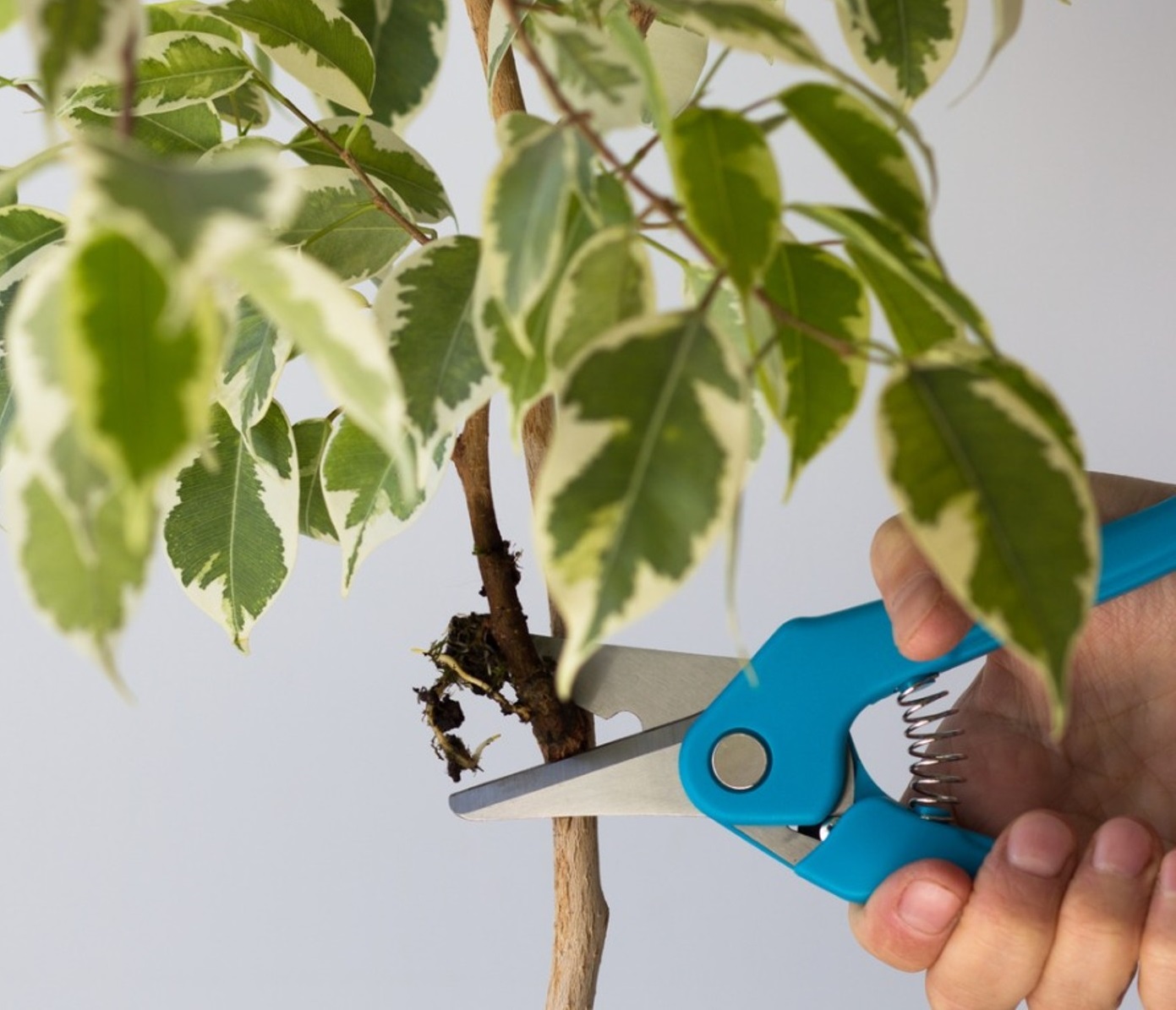 تکثیر گل بنجامین