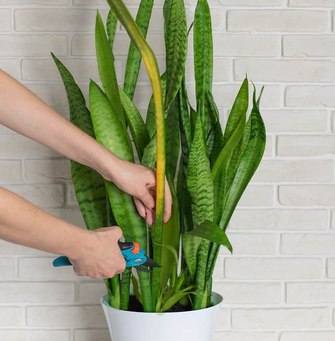 زرد شدن برگ سانسوریا