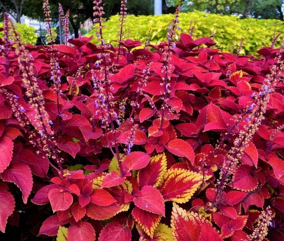 گلدهی حسن یوسف