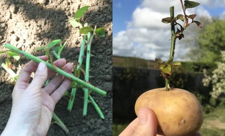 کاشت گل رز با سیب زمینی