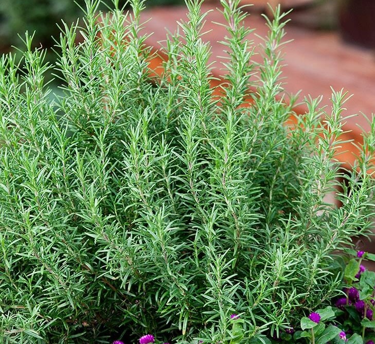 نگهداری رزماری در باغچه