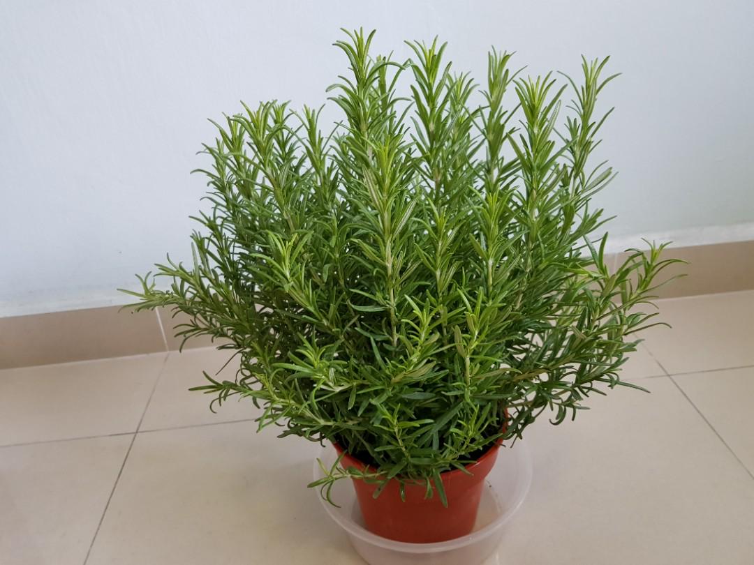 مراقبت از گلدان رزماری