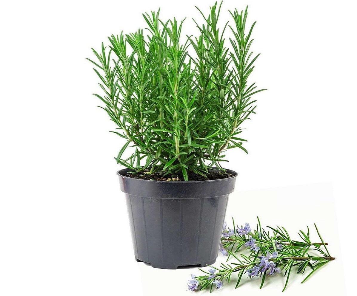 نگهداری رزماری در خانه