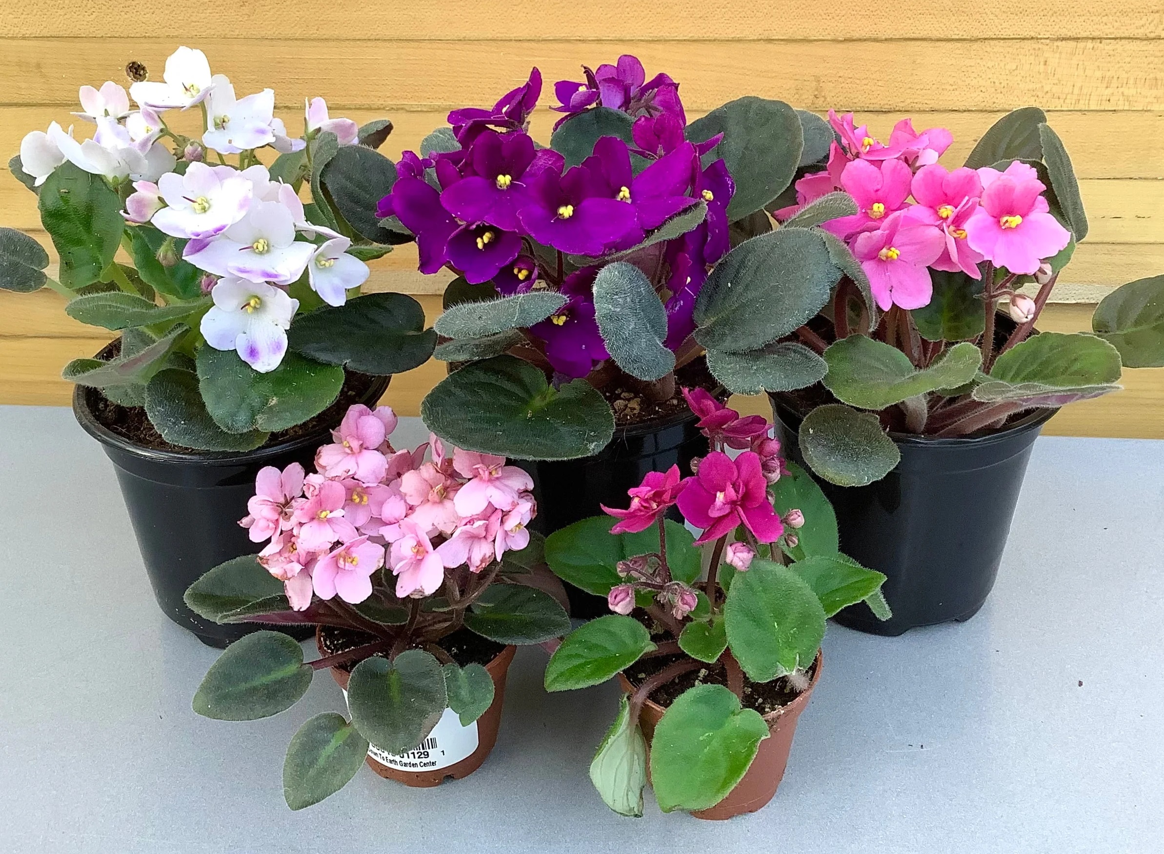 گل گلدار برای آپارتمان