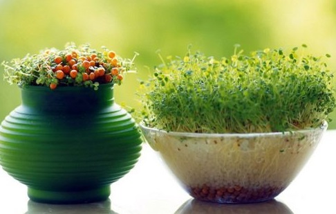 کاشت سبزه یونجه